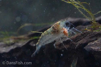 Green Leaf Algae Eating Shrimp, (4 pack)