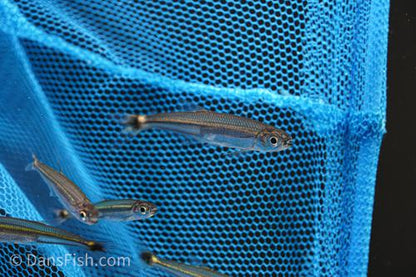 Green Line Lizard Tetra
