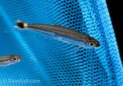 Green Line Lizard Tetra