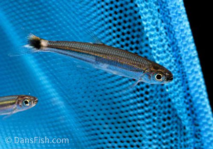 Green Line Lizard Tetra