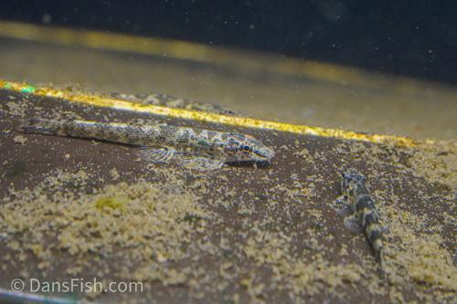 Green Lizard Hillstream Loach