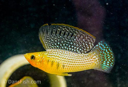 Green Sailfin Molly, Pair (1M1F)