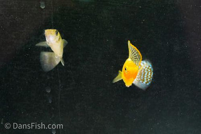 Green Sailfin Molly, Pair (1M1F)