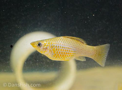 Green Sailfin Molly, Pair (1M1F)