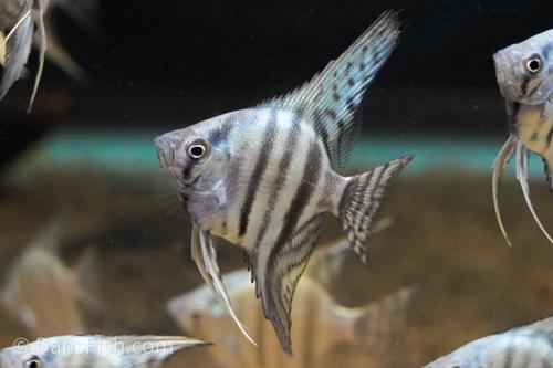 Green Smoke Angelfish