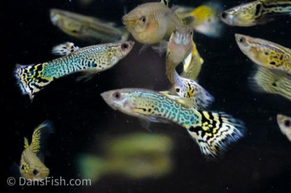 Green Snakeskin Guppy, Pair (1M1F)
