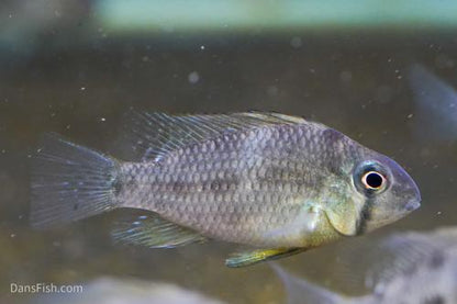 Guianacara owroewefi