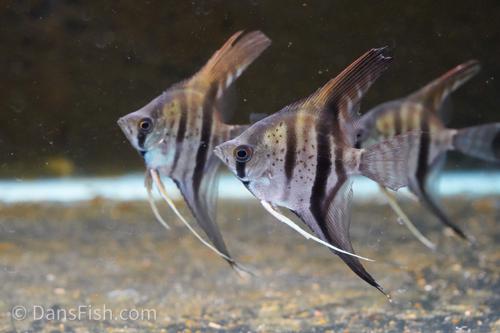 Guyana Red Dragon Angelfish 'Rio Essequibo'
