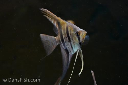 Guyana Red Dragon Angelfish 'Rio Essequibo'