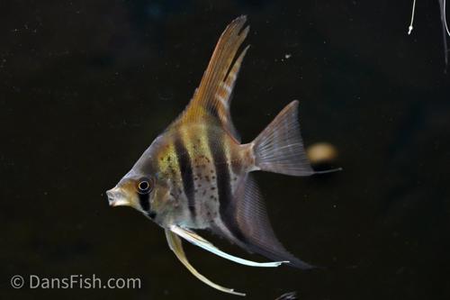 Guyana Red Dragon Angelfish 'Rio Essequibo'