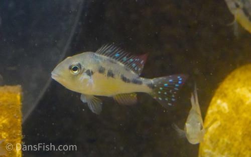Gymnogeophagus caaguazuensis