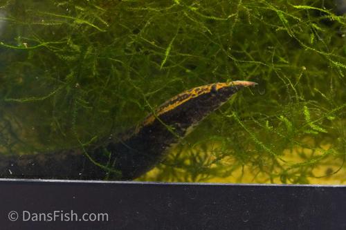 Half Banded Eel