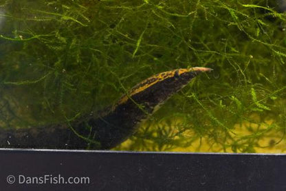 Half Banded Eel