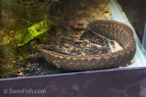 Half Banded Eel