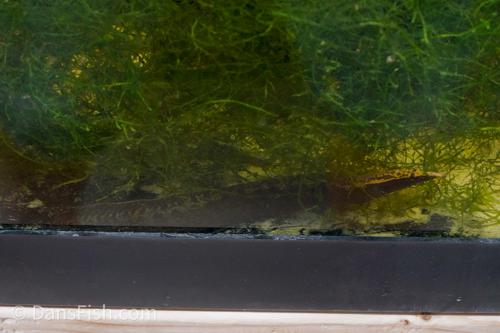 Half Banded Eel