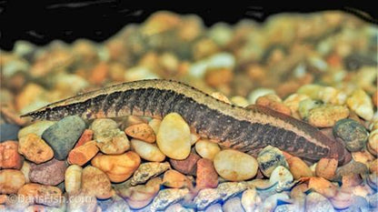 Half Banded Eel