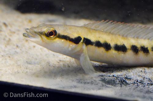 Half-Banded Pike Cichlid
