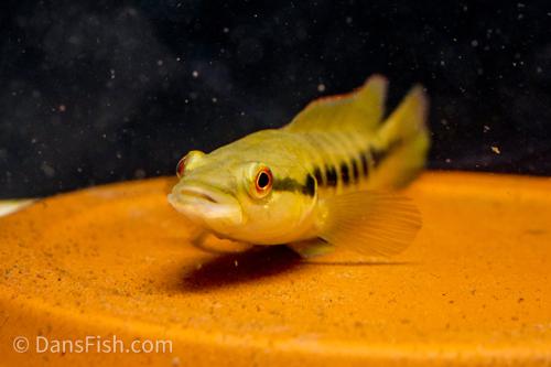 Half-Banded Pike Cichlid