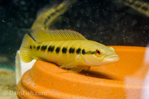 Half-Banded Pike Cichlid