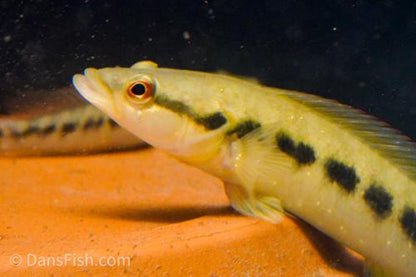 Half-Banded Pike Cichlid