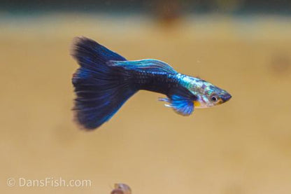 Half Black Blue Guppy, Breeding Group (1M3F)