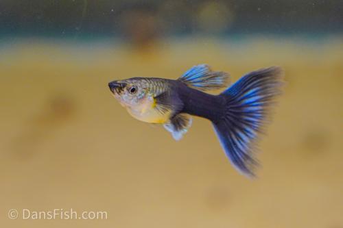 Half Black Blue Guppy, Breeding Group (1M3F)