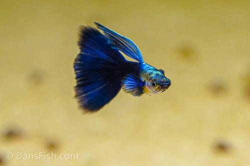 Half Black Blue Guppy, Breeding Group (1M3F)