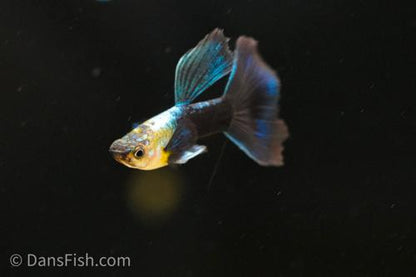 Half Black Blue Guppy, Breeding Group (1M3F)