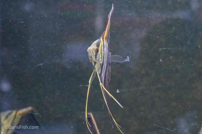 Half Black Veiltail Angelfish