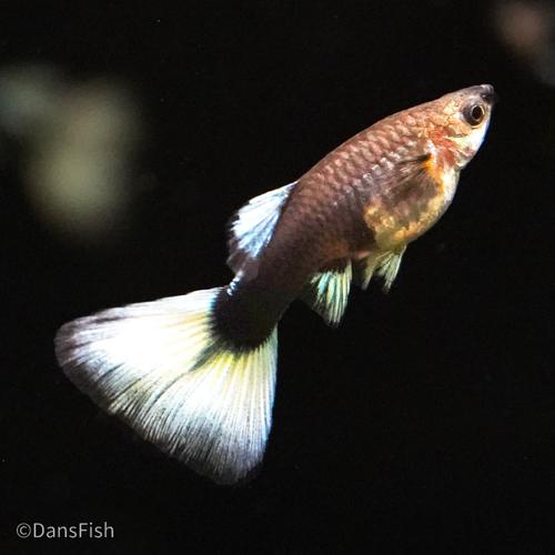Half Black White Guppy see note about tails, Female