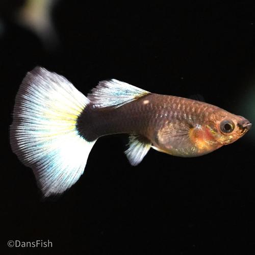 Half Black White Guppy see note about tails, Female