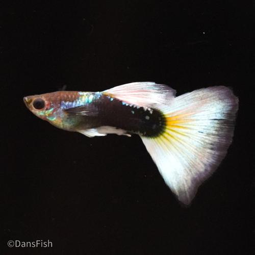 Half Black White Guppy see note about tails, Female