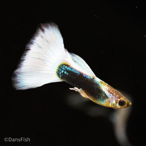 Half Black White Guppy see note about tails, Female
