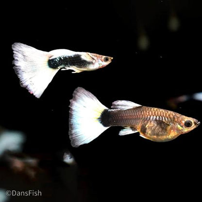 Half Black White Guppy see note about tails, Female