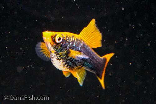 Hamburg High Fin Swordtail, Female