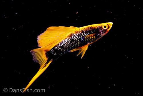 Hamburg High Fin Swordtail, Female
