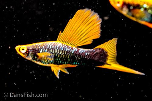Hamburg High Fin Swordtail, Female