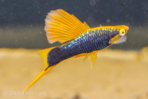 Hamburg High Fin Swordtail, Female