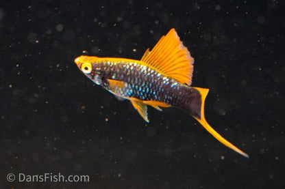 Hamburg High Fin Swordtail, Female
