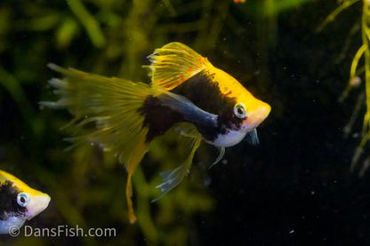 Hamburg Veiltail Swordtail, Female