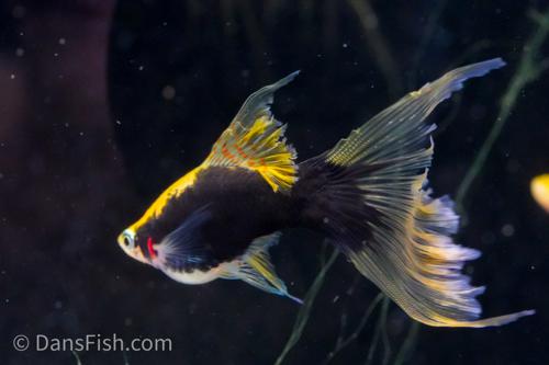 Hamburg Veiltail Swordtail, Female