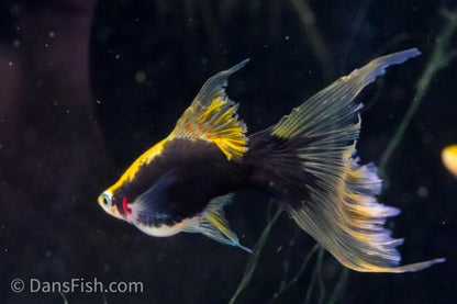 Hamburg Veiltail Swordtail, Female
