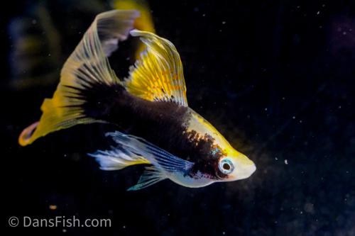 Hamburg Veiltail Swordtail, Female