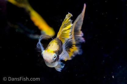 Hamburg Veiltail Swordtail, Female