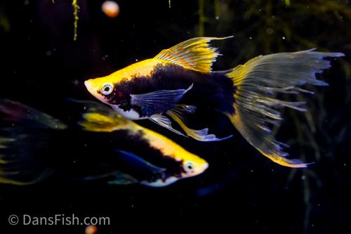 Hamburg Veiltail Swordtail, Female