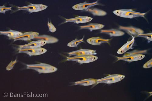 Copper Rasbora