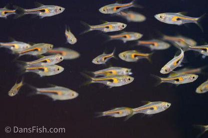 Copper Rasbora
