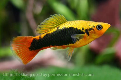 Hawaiian Variatus Platy