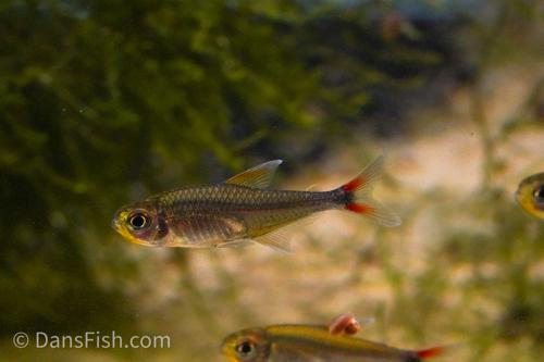 Hemigrammus sp. 'Orange'