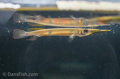 Hemirhamphodon pogonognathus